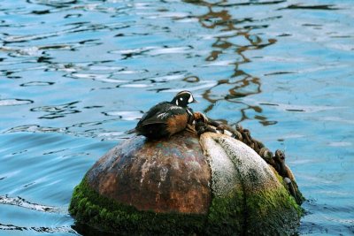 Our first bird, in the harbor: Harlequin Duck