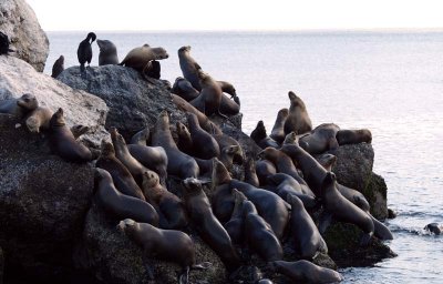 LOTS of loud seals at the breakwater
