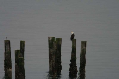 We traveled to Bainbridge Island, and saw this gorgeous Bald Eagle