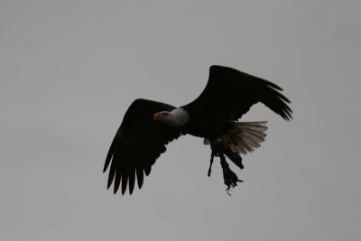 And later, another Bald Eagle landed RIGHT IN FRONT OF US, eating  his carrion