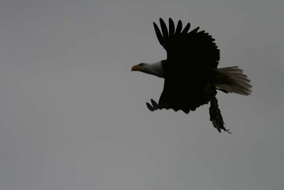Then he carried it away, flying right over our heads