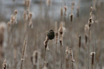 We saw this sweet female Red-winged Blackbird, with nesting material in her beak