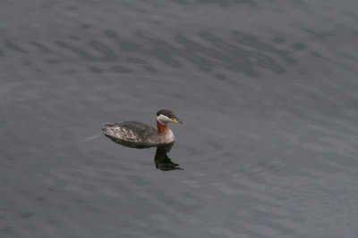 There were many Red-necked grebes in breeding plumage