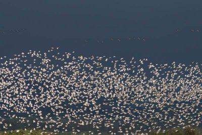 After a drive north, we enjoyed HUGE flocks on geese in the Skagit Valley
