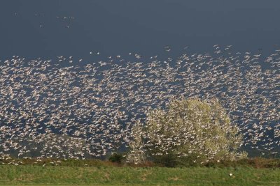 These were ALL running from ONE Bald Eagle