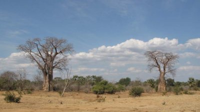 A favorite: baobab trees
