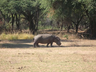 Hippo (hyacinth decorating back)