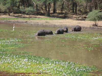Hippos retreat to the water