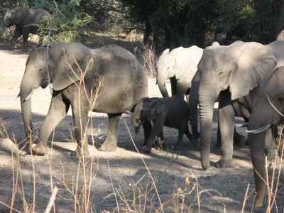 A breeding herd of elies