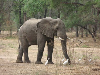 Elephant with egrets