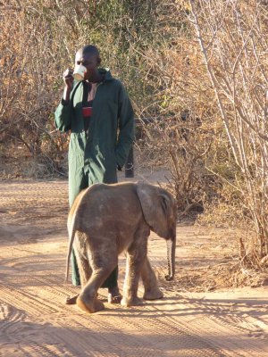Orphaned elephant, Zamma, with his keeper