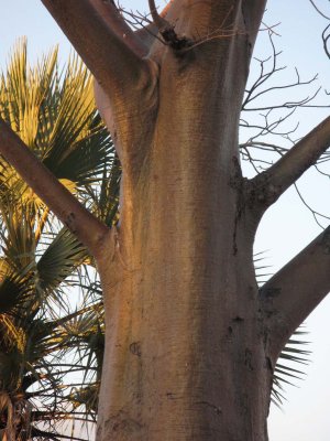 Wonderful baobab trunk