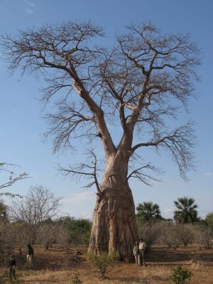 Baobabs are big!