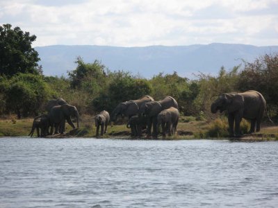 Elephants along the Zambezi River