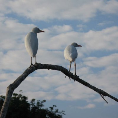 Cyn's photo of egrets