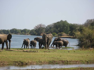 A large group of several families