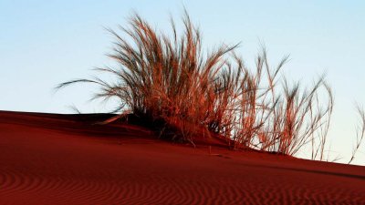 Bushman's grass on the dunes