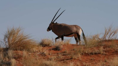 Gemsbok oryx