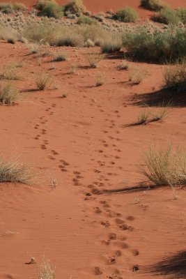 Oryx prints on the sand