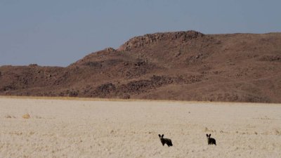 Bat eared foxes