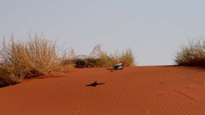 Pale chanting goshawk taking off