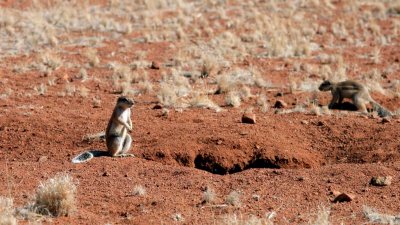 Ground squirrels