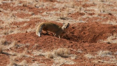 Yellow mongoose