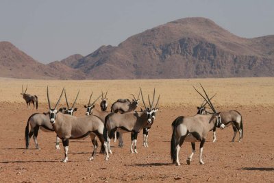 Gemsbok oryx group