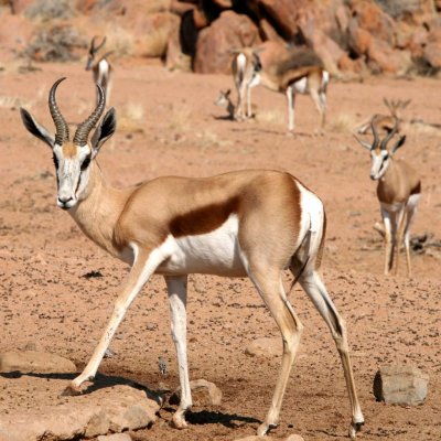 Springbok group