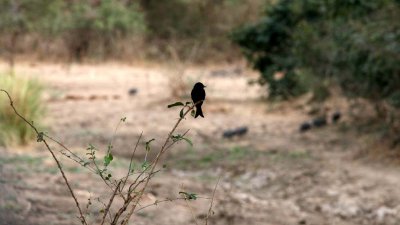 Another favorite special bird: forked tail drongo