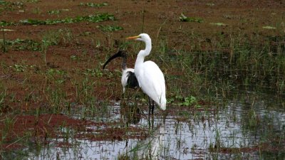 Sacred ibis and great egret