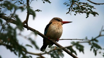 Brown-hooded kingfisher