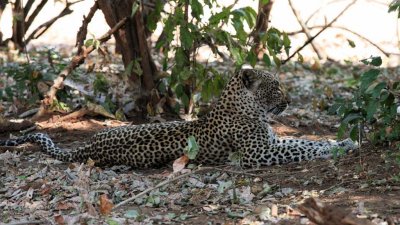 Kaingo!! (leopard)