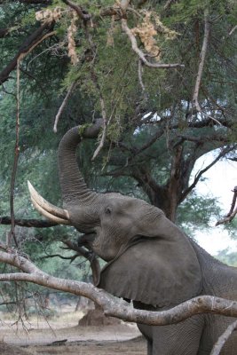 Bull elephant reaches high