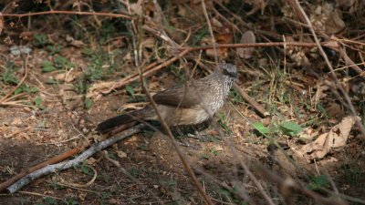 Arrowmarked babbler