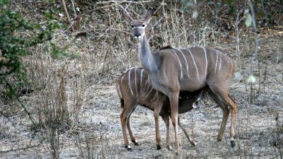 Mother and infant kudu