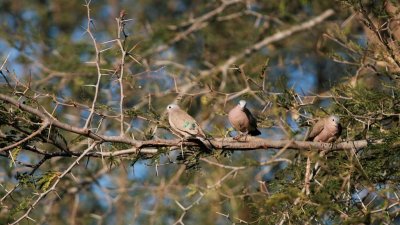 Emerald-spotted wood doves