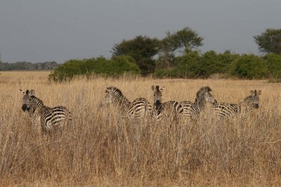 Zebra in tall grass on Jeki plain