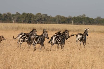 Zebra prance across the grassland
