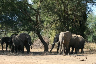 Bull elephants eating acacia pods