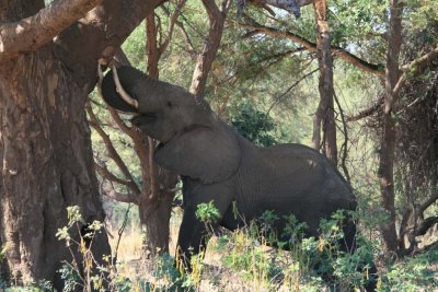 Elephant removing termite soil for eating