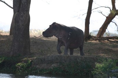 Hippo getting nervous ...