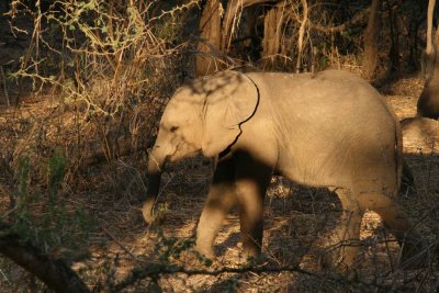 Another baby elephant!!