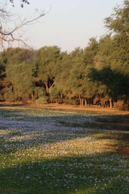 A beautiful dambo of water hyacinth