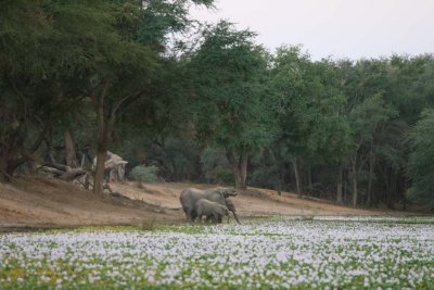 Elephants drinking from the dambo at sunset