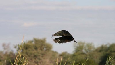 Hadeda ibis in flight