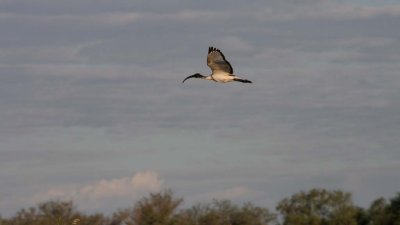 Sacred ibis