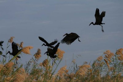 Open-billed storks take off