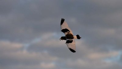 White-crowned lapwing