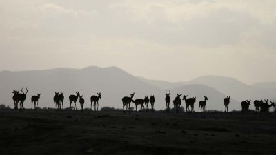 Impala herd